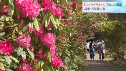 シャクナゲの花が見ごろ　５年ぶりの祭り開催を祝い“苗の植樹”も　兵庫・丹波篠山市「にしきシャクナゲまつり」（2024年4月20日）