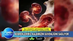 Böbreklerimiz Kalbimizin Güvenliğini Sağlıyor