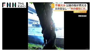 「木の根元に火が」公園の桜の木から煙…幹からは炎も　根元から1メートル焼けるもけが人なし　不審火で捜査　福岡市（2026年07月21日）