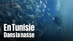 In Tunisia, in the fishing net