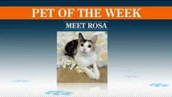 Midwest Access: Pet of the Week - Meet Rosa! Midwest Access: Pet of the Week - Meet Rosa!