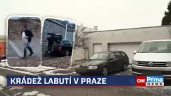 Muž podezřelý z krádeže labutí v Praze zmizel. Mám zákaz předat kontakt, řekla žena u jeho domu