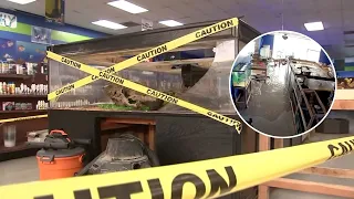 Massive fish tank shatters at pet store, killing hundreds of fish