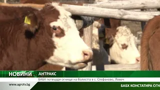 АНТРАКС: БАБХ потвърди огнище на болестта в с. Стефаново, Ловеч