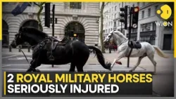 Military horses that ran loose in London in 'serious condition,' may never serve again: British Army