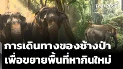 การเดินทางของช้างป่า เพื่อขยายพื้นที่หากินใหม่ | ข่าวค่ำ | 24 ก.พ. 69