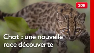Bolivia: New wild cat species discovered