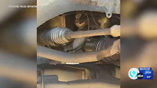 Syracuse police save kitten from car engine