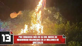 PNC eradicates more than 63,000 marijuana plants valued at 31 million quetzales
