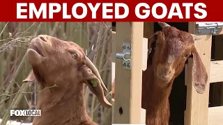 Alexandria uses goats to clear invasive plants on steep slopes at All Veterans Park
