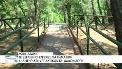 Σε κρέας ζαρκαδιού ήταν οι φόλες στο Δάσος της Δαδιάς Σε κρέας ζαρκαδιού ήταν οι φόλες στο Δάσος της Δαδιάς