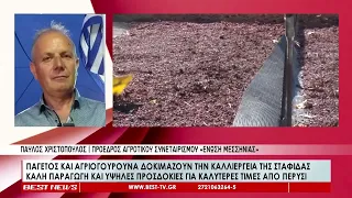 Παγετός και αγριογούρουνα «δοκιμάζουν» την καλλιέργεια της σταφίδας
