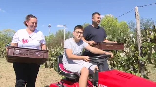 BERBA GROŽĐA U PATOŠEVCIMA: Kad vinograd zamiriše na pjesmu i smijeh