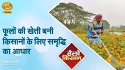 Hello Kisan | हैलो किसान: फूलों की खेती बनी किसानों के लिए समृद्धि का आधार | DD Kisan | 08/04/2026