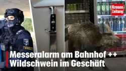 Messeralarm am Bahnhof ++ Wildschwein im Geschäft | krone.tv NEWS SHOW