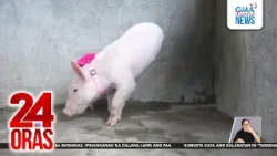 Alagang biik, ipinanganak na 2 lang ang binti at tila 2 rin ang ari | 24 Oras