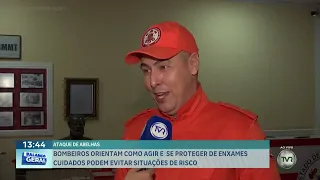 Ataque de abelhas: bombeiros orientam como agir e evitar riscos com enxames