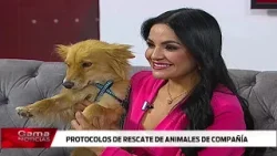Protocolo de rescate, ¿cómo denunciar casos y qué hacer si un animal de compañía se pierde? / 6/2/26