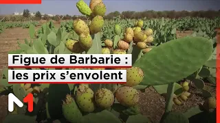 Figue de Barbarie : jusqu'à 6 dirhams l'unité, les professionnels expliquent les raisons