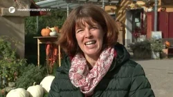 Higher costs but stable prices so far: The pumpkin harvest is underway in Middle Franconia