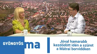 Jóval hamarabb kezdődött idén a szüret a Mátrai borvidéken