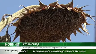 СЛЪНЧОГЛЕД: Експерти занижават прогнозата за реколтата в ЕС