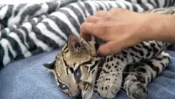 Папаутай, оцелот, быстро восстанавливается Папаутай, оцелот, быстро восстанавливается