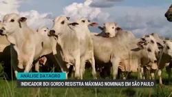 Datagro Analysis | Fat cattle reach historic record in São Paulo and surpass R$ 376 per arroba