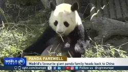 Madrid’s favorite giant panda family heads back to China