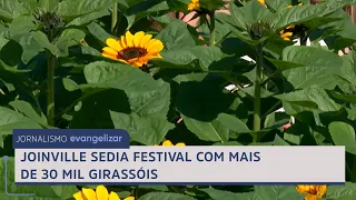 Joinville hosts festival with over 30,000 sunflowers