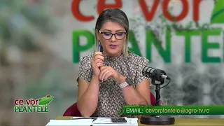 WHAT PLANTS WANT CHRISTINA GHIBU 08/19/2026 P2