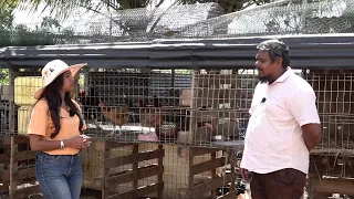 Mati Ke Mol - Animal farming at Morcellement St André