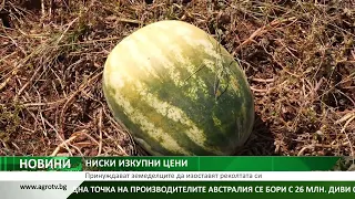 НИСКИ ИЗКУПНИ ЦЕНИ: Принуждават земеделците да изоставят реколтата си