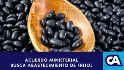 Autorizan importación de frijol negro ante incertidumbre en el suministro de ese grano