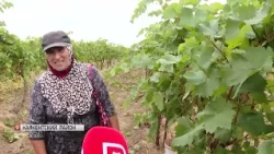 Dagestan's sunny brand has ripened