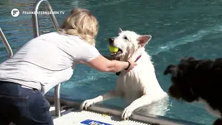 Focus Fürth: Swimming for Man’s Best Friend