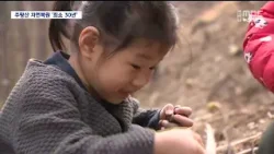 R]최악의 산불 주왕산국립공원 '도토리'로 생태 복원 시작 / 안동MBC