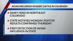 Bird flu found in Colorado dairy cows