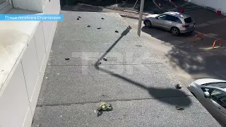 Птицы погибли в Студгородке