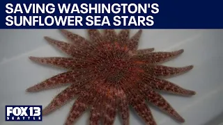 Can Washington bring back the sunflower sea star? | FOX 13 Seattle