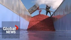 Why farmers flood their fields to harvest cranberries