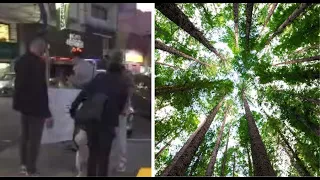 Residents mobilize to protect trees in Plaza Uruguaya