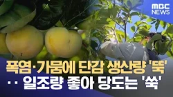 Sweet Persimmon Yield Drops Due to Heat and Drought, But Sugar Content Soars Thanks to Sunlight (...
