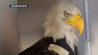 Jackie the eagle’s caregivers face intense response