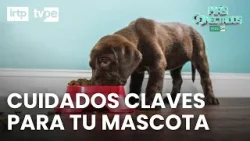 Cachorros felices: cuidados básicos que todo dueño debe saber | “Más conectados”