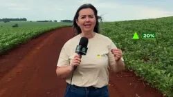 Abelhas atuam como aliadas e aumentam produtividade da soja no PR