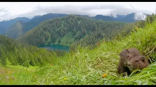 Vancouver Island marmot population is rising, but there’s drama in the den