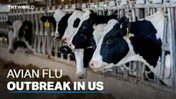 Dairy farmers try to contain the spread of bird flu in the US