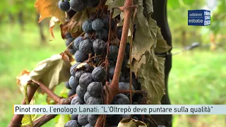 Pinot Noir, Oenologist Lanati: "Oltrepò must focus on quality"