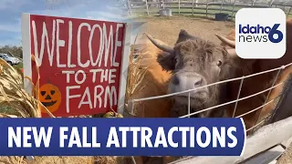 Highland Cows, Yaks and Fall Fun in Emmett